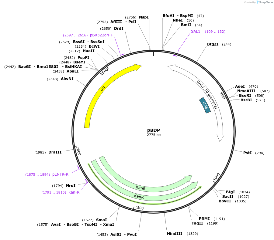 217827-plasmid-map-sequence-id-430578