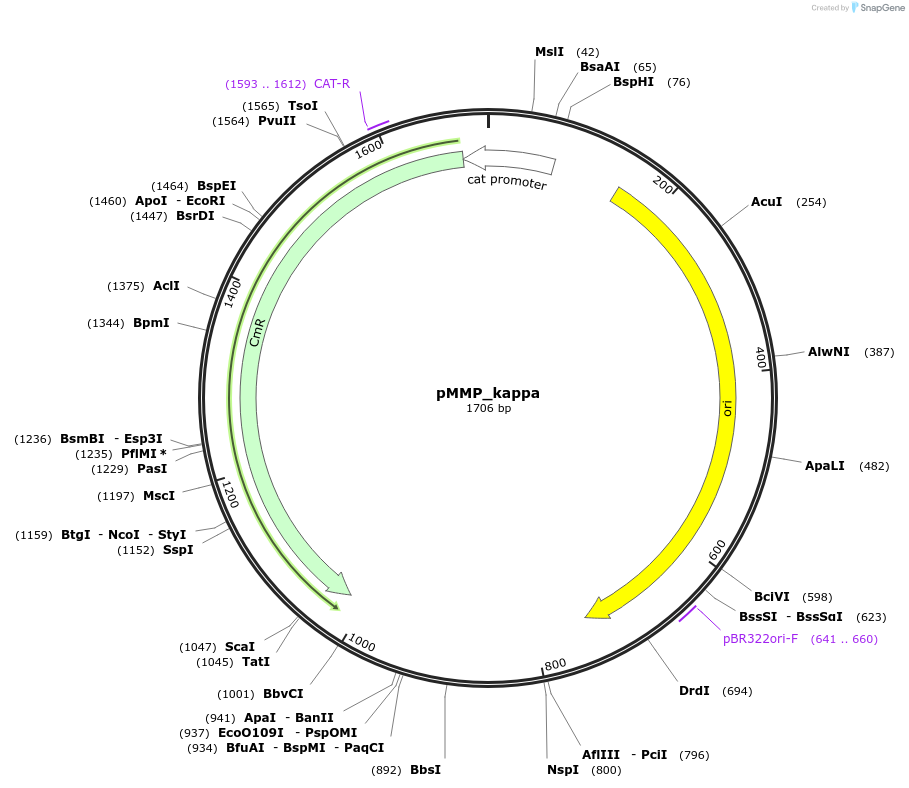 217828-plasmid-map-sequence-id-430580