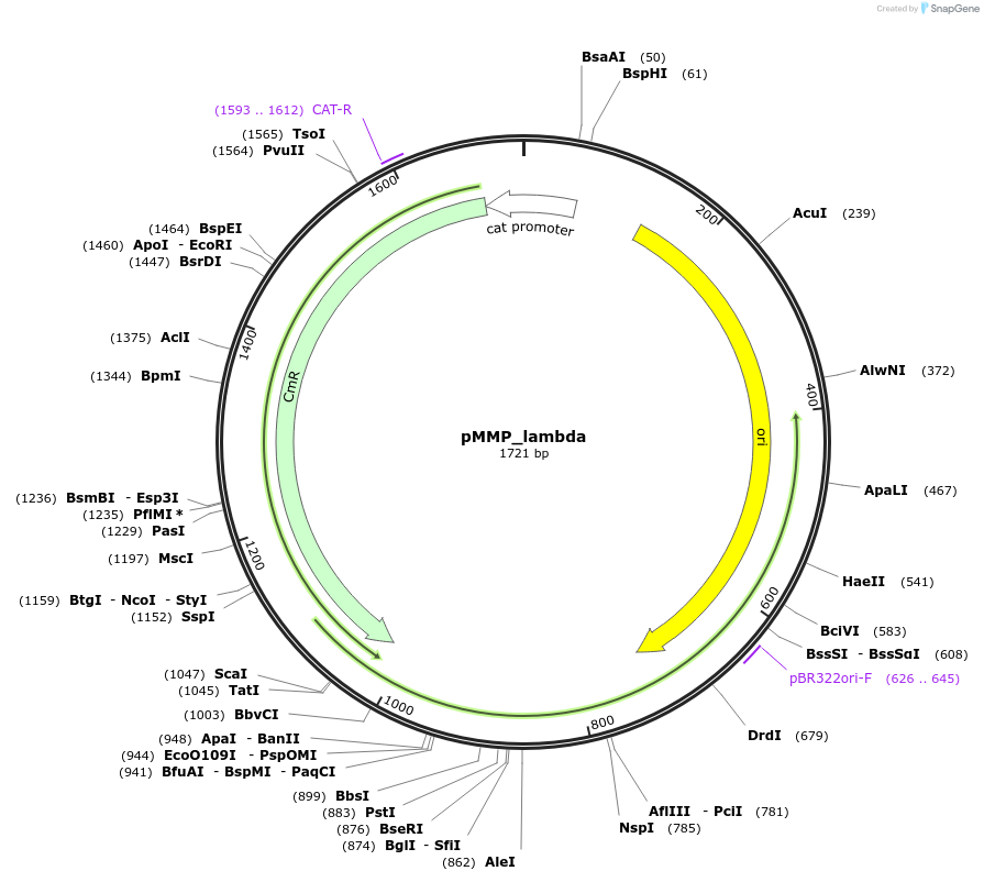 217829-plasmid-map-sequence-id-430581