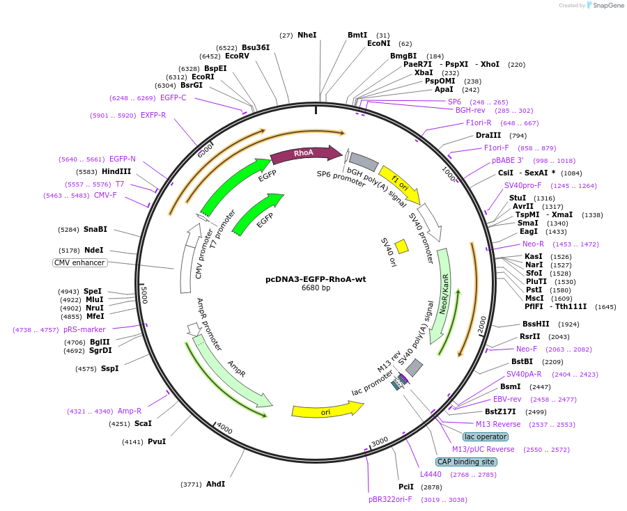 12965-plasmid-map-sequence-id-430582