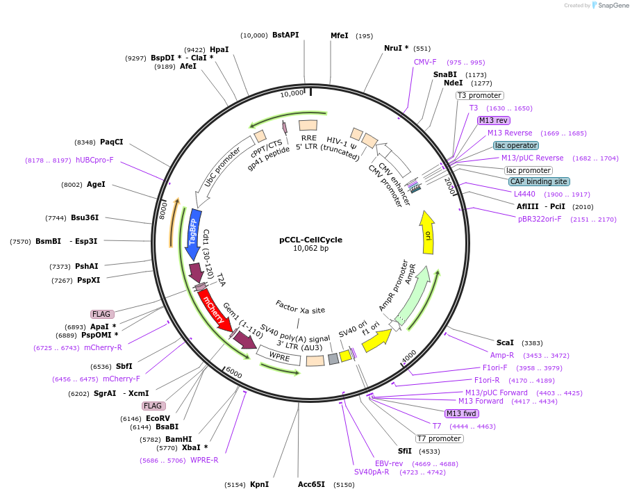 132429-plasmid-map-sequence-id-430583