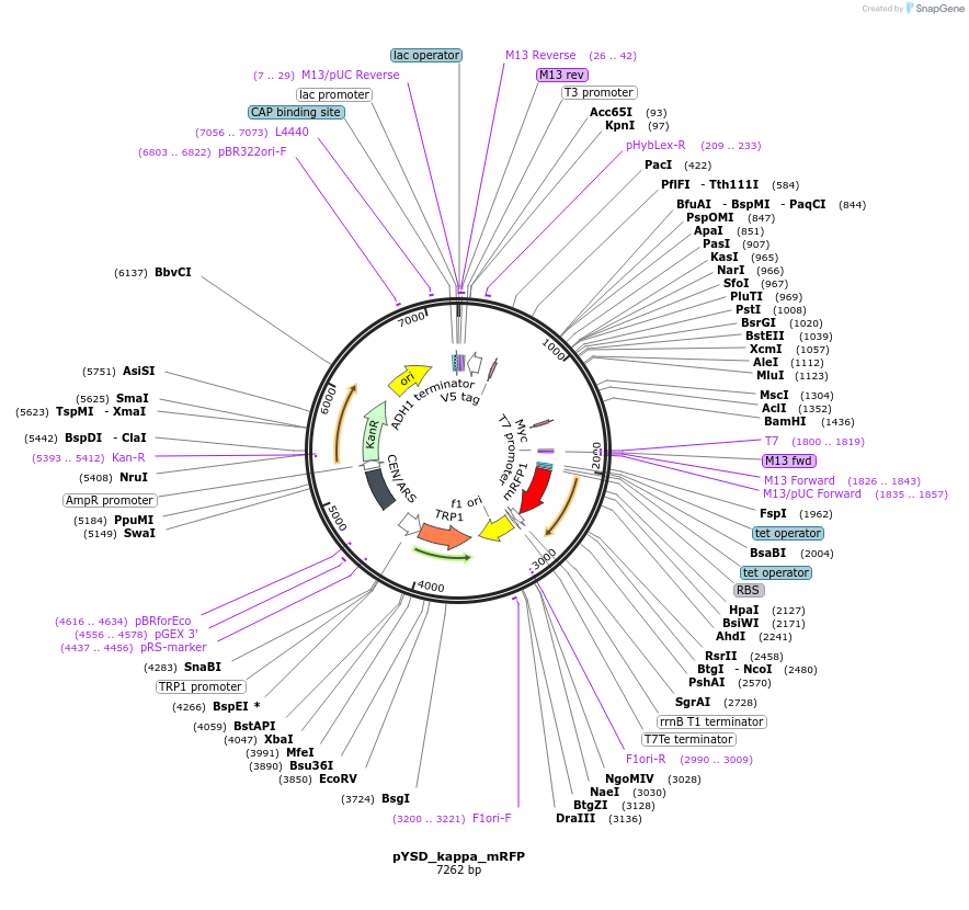 217830-plasmid-map-sequence-id-430589