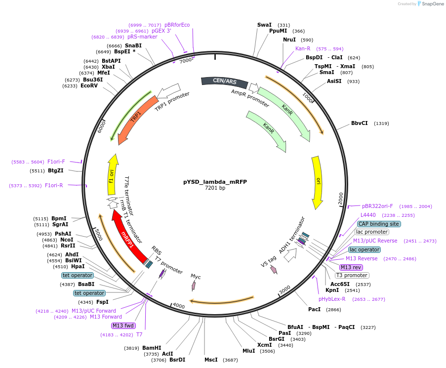 217831-plasmid-map-sequence-id-430590
