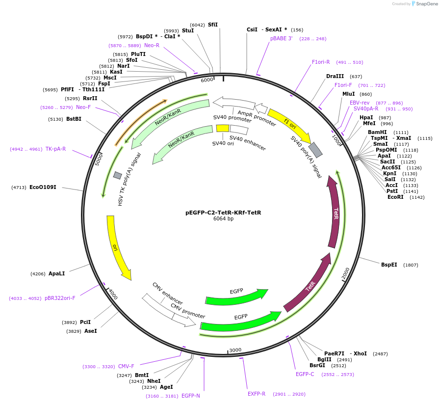 216270-plasmid-map-sequence-id-430613