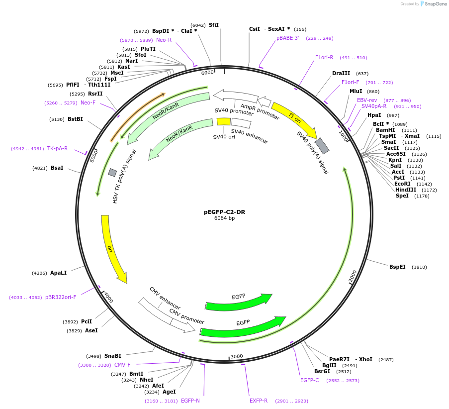 216266-plasmid-map-sequence-id-430614
