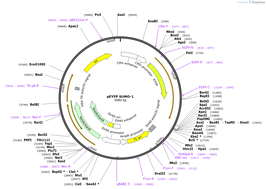 13380-plasmid-map-sequence-id-430616