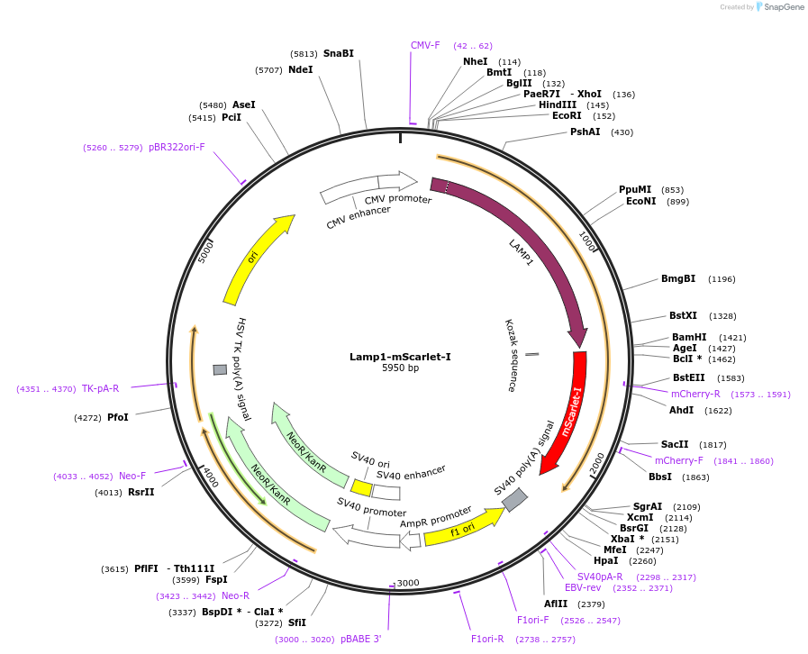 98827-plasmid-map-sequence-id-430619