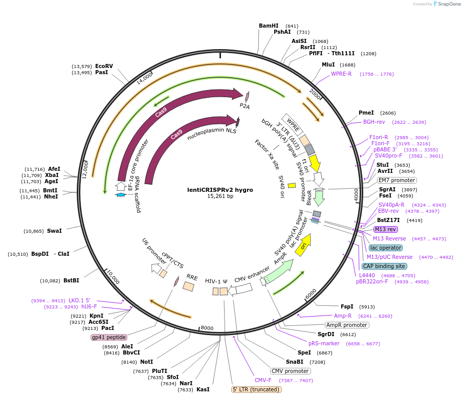 98291-plasmid-map-sequence-id-430621