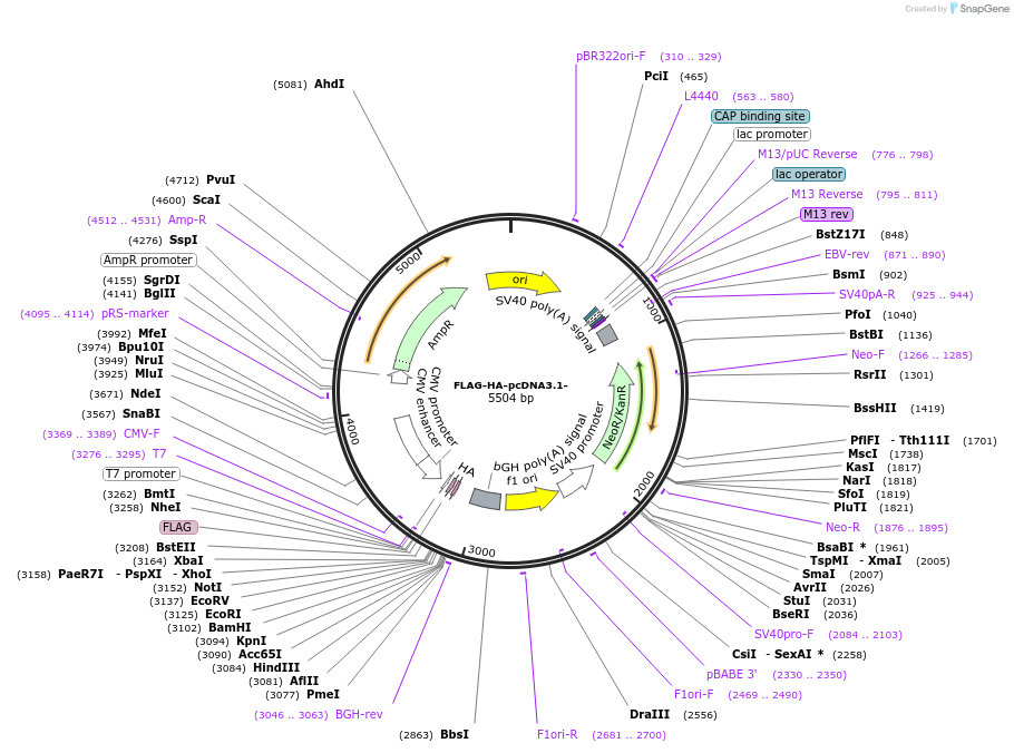 52535-plasmid-map-sequence-id-430625