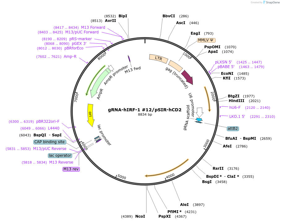 135392-plasmid-map-sequence-id-430626