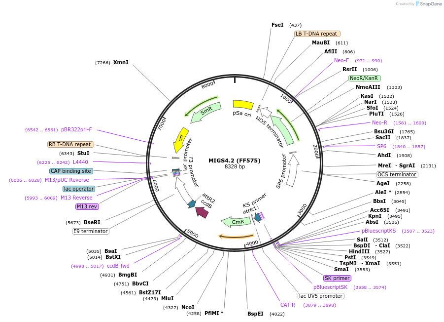 35252-plasmid-map-sequence-id-43063