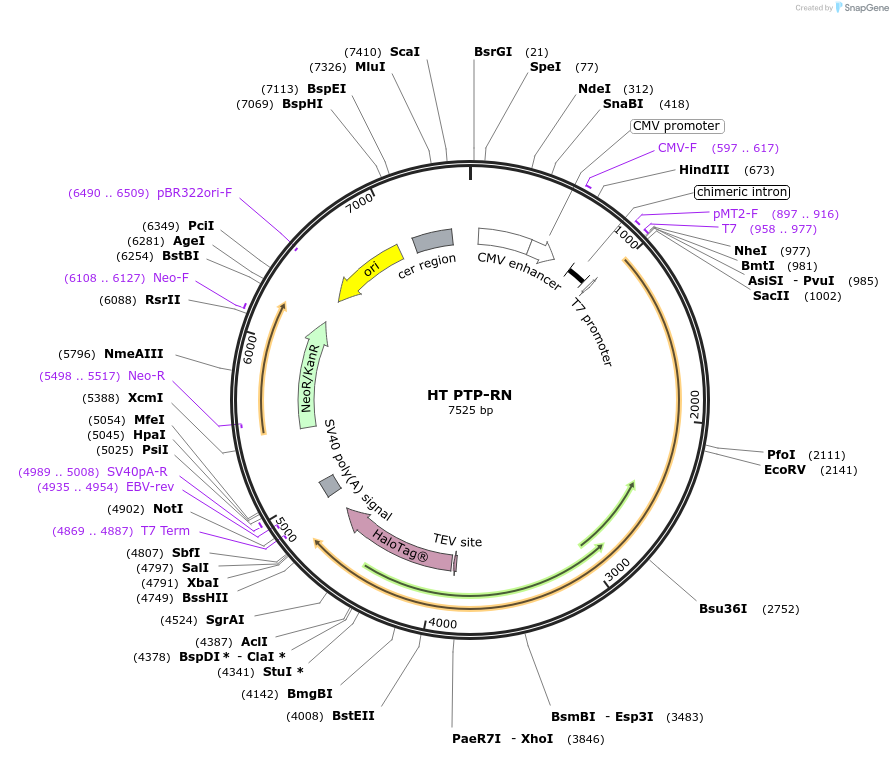 24056-plasmid-map-sequence-id-430633