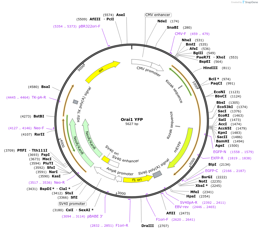 19756-plasmid-map-sequence-id-430635