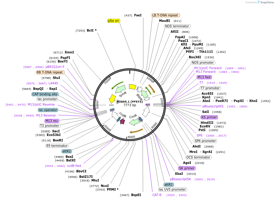 35253-plasmid-map-sequence-id-43064