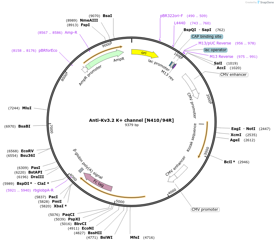 219468-plasmid-map-sequence-id-430656