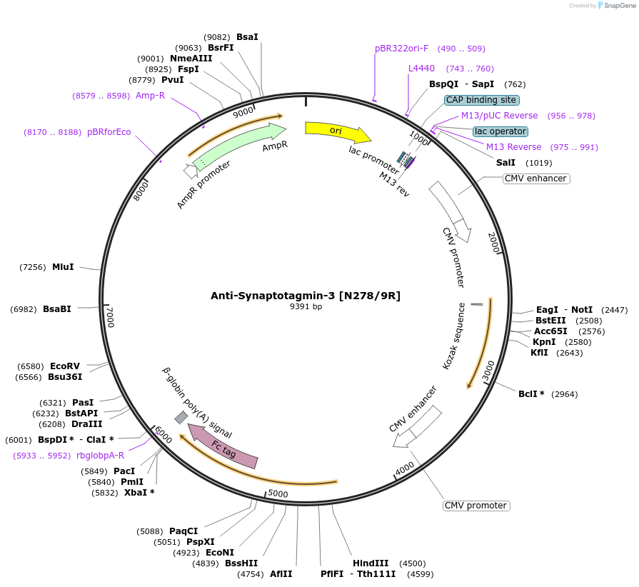 219463-plasmid-map-sequence-id-430667