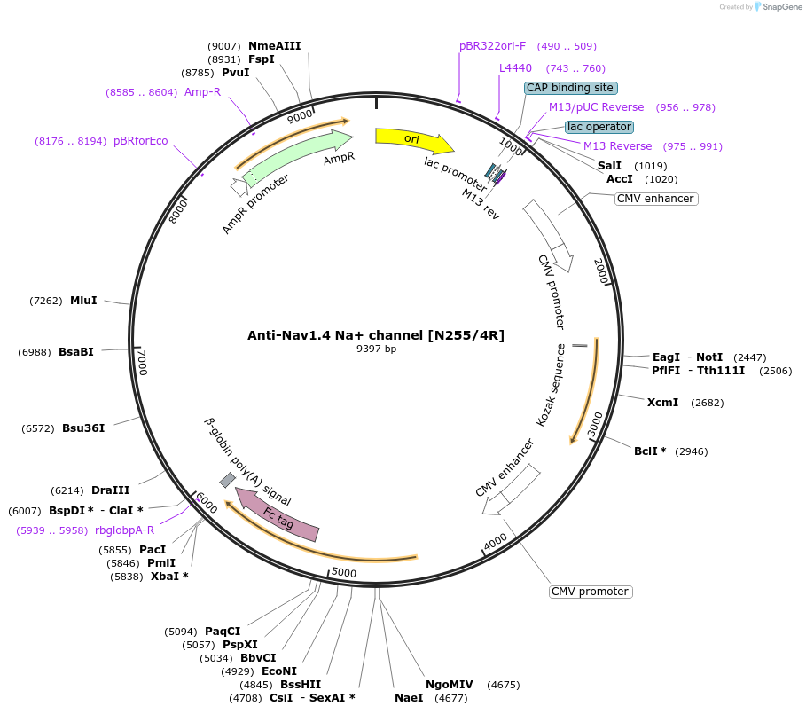 219462-plasmid-map-sequence-id-430668