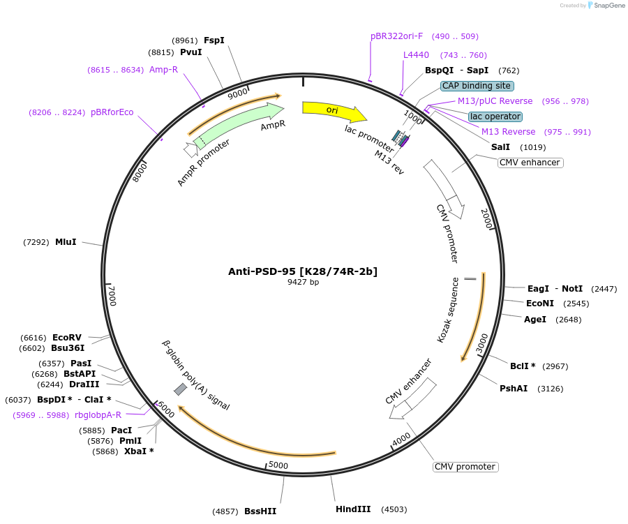 219472-plasmid-map-sequence-id-430669