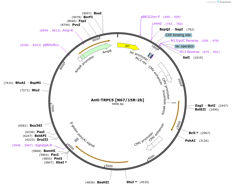 219480-plasmid-map-sequence-id-430670