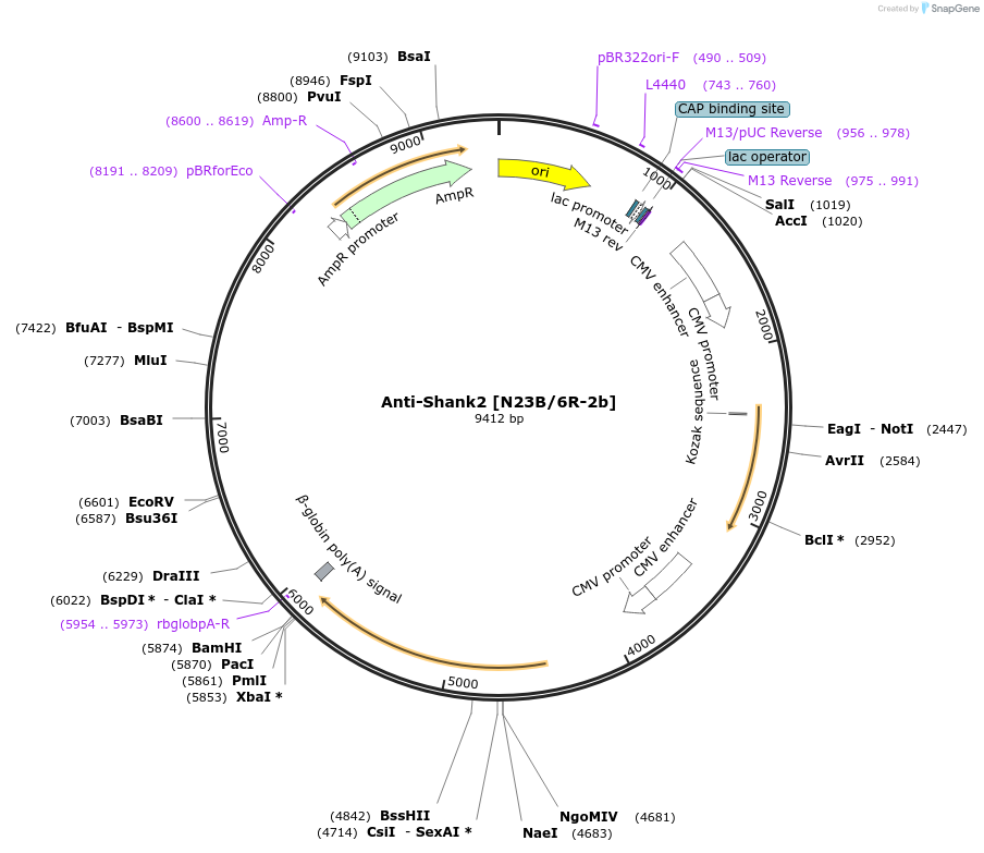 219475-plasmid-map-sequence-id-430672