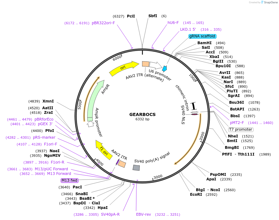 218181-plasmid-map-sequence-id-430686