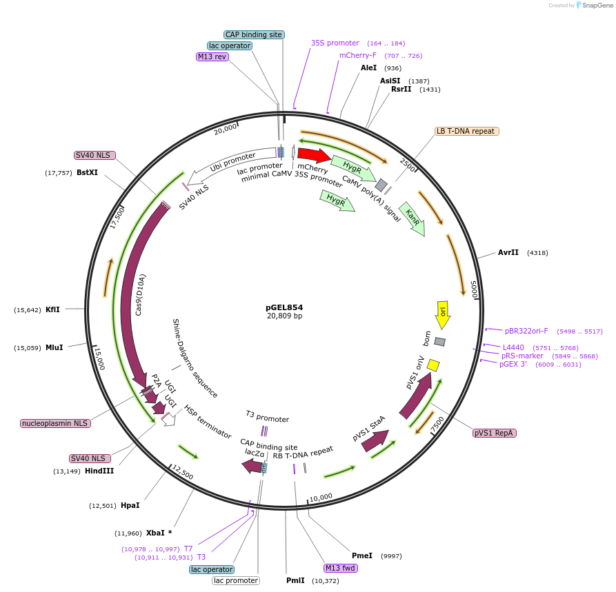 214254-plasmid-map-sequence-id-430693