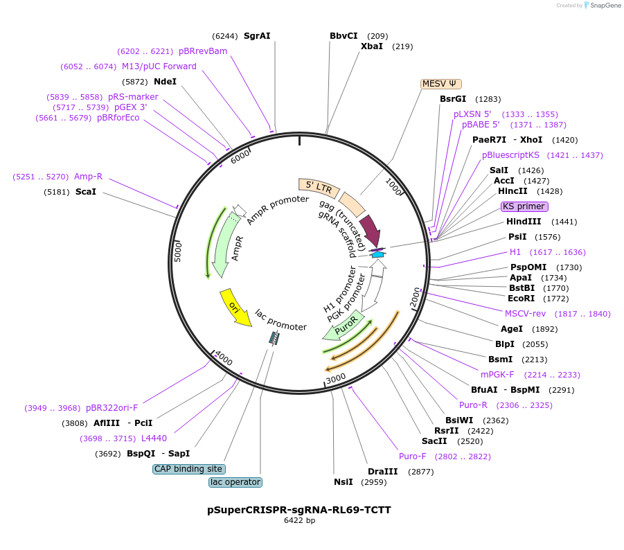 215853-plasmid-map-sequence-id-430702