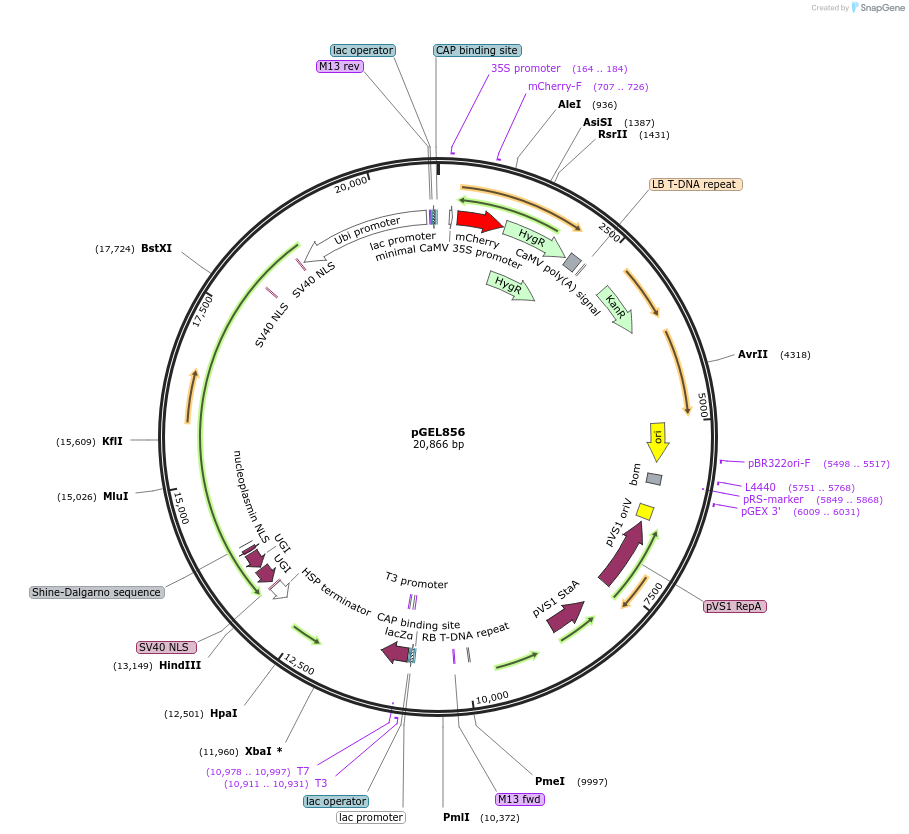 214256-plasmid-map-sequence-id-430703