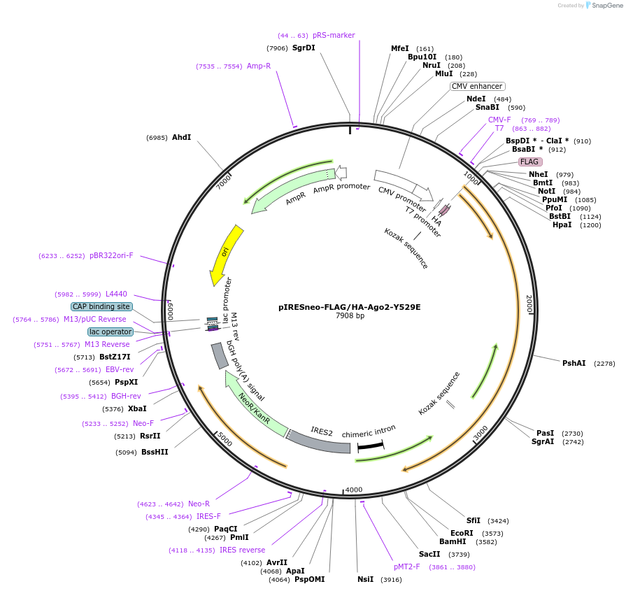 215842-plasmid-map-sequence-id-430705