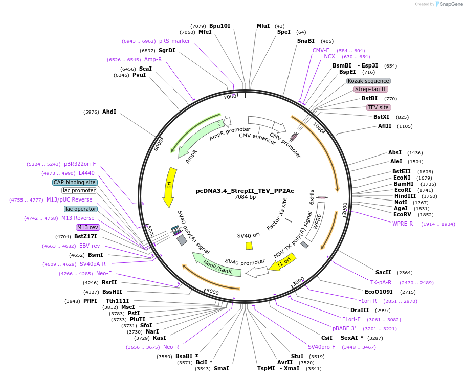 217477-plasmid-map-sequence-id-430724