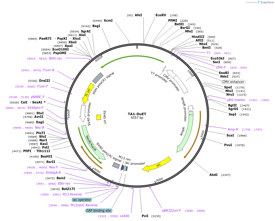 213382-plasmid-map-sequence-id-430737