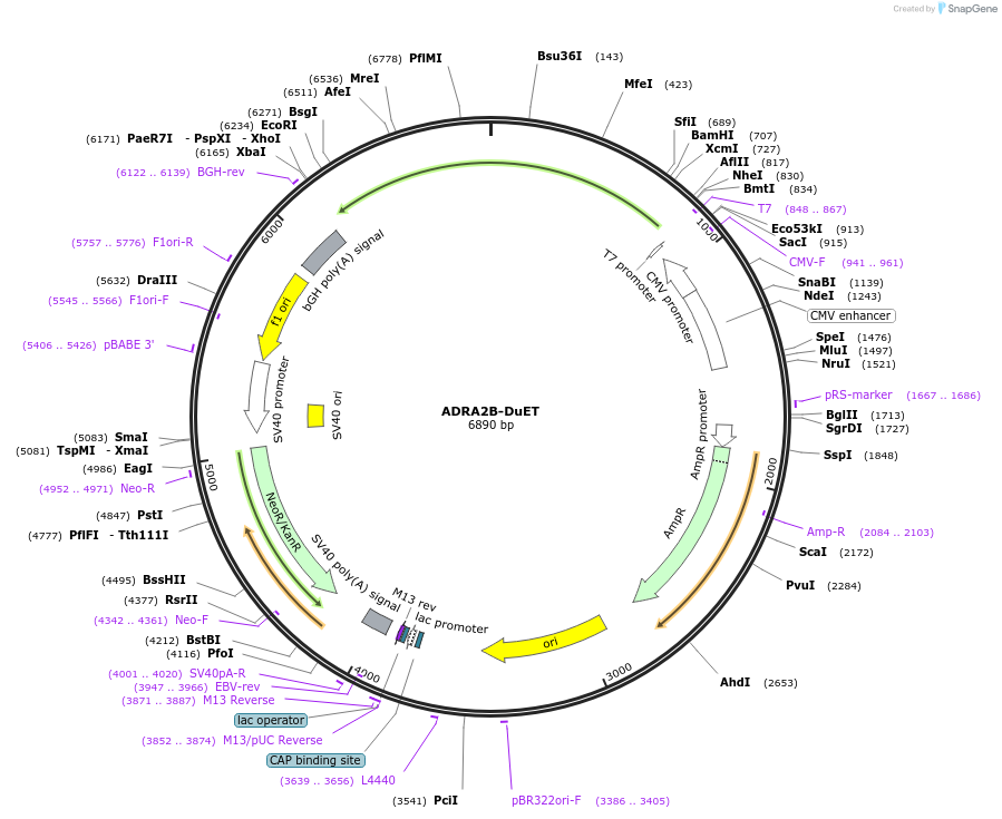 213178-plasmid-map-sequence-id-430745
