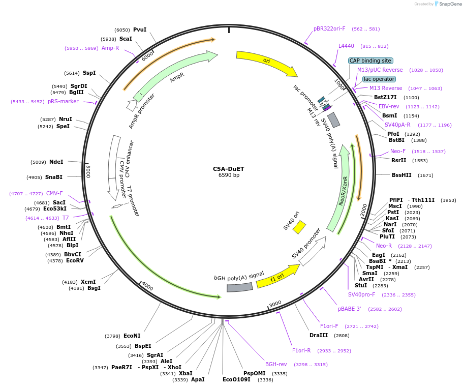 213192-plasmid-map-sequence-id-430757