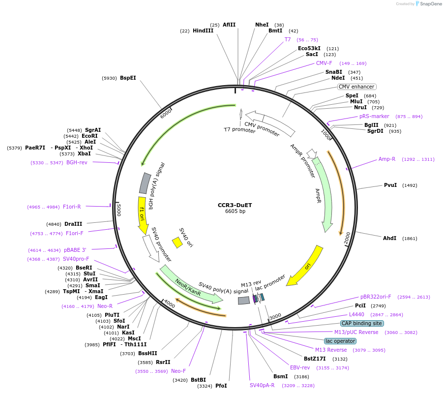 213199-plasmid-map-sequence-id-430762