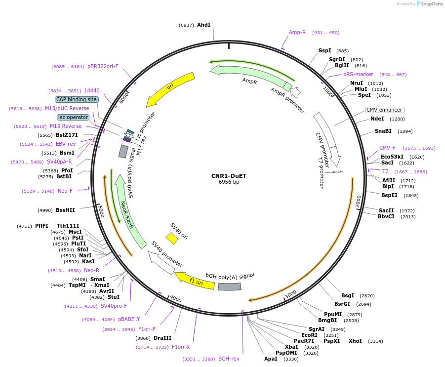 213213-plasmid-map-sequence-id-430775