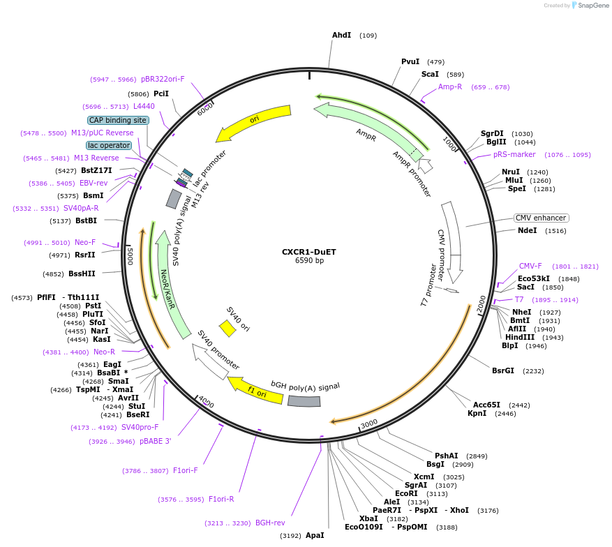 213218-plasmid-map-sequence-id-430780