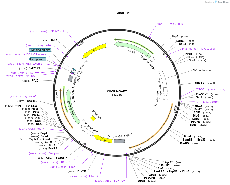 213219-plasmid-map-sequence-id-430781