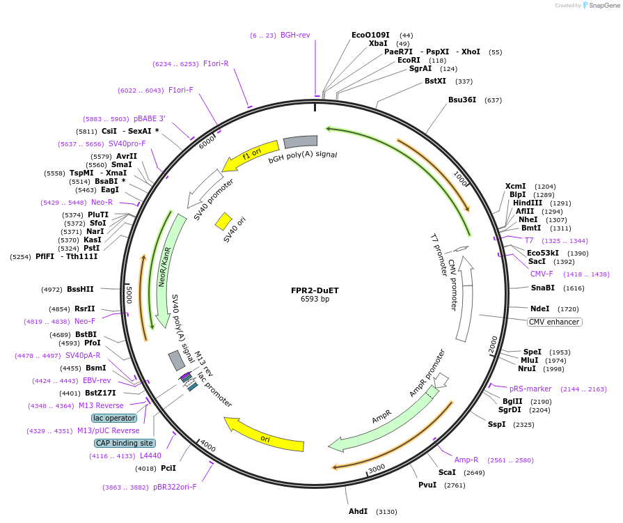 213240-plasmid-map-sequence-id-430798