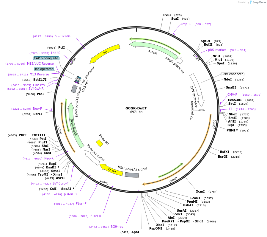 213250-plasmid-map-sequence-id-430801