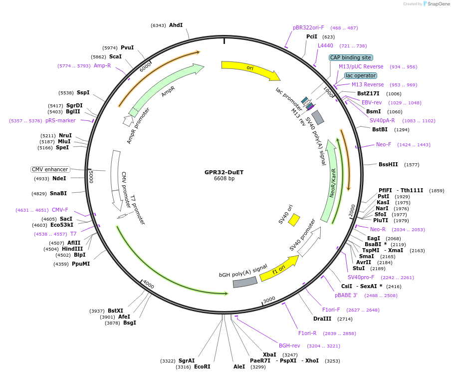 213280-plasmid-map-sequence-id-430827
