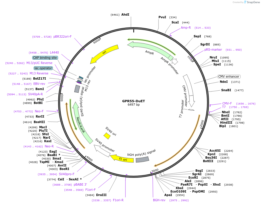 213285-plasmid-map-sequence-id-430830