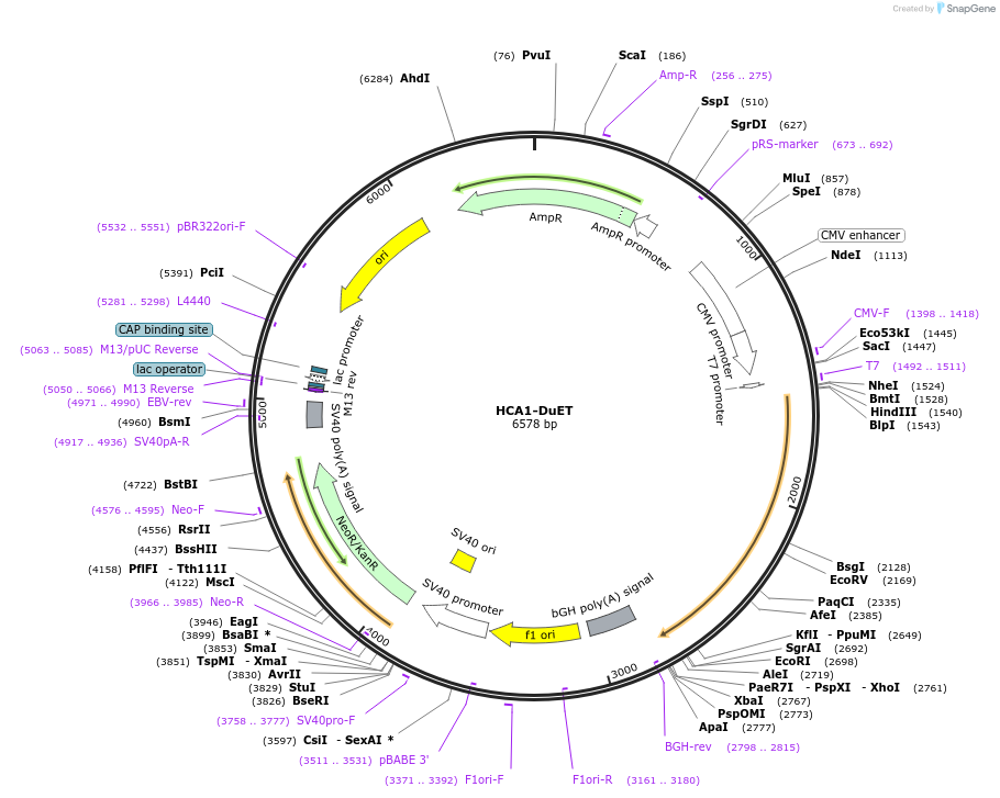 213307-plasmid-map-sequence-id-430845