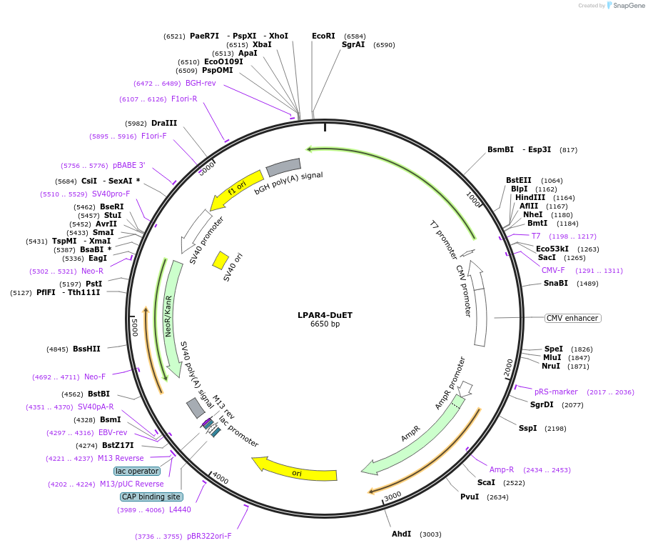 213331-plasmid-map-sequence-id-430865