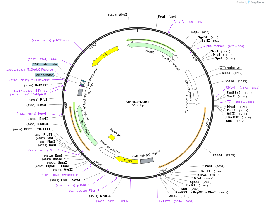 213360-plasmid-map-sequence-id-430882