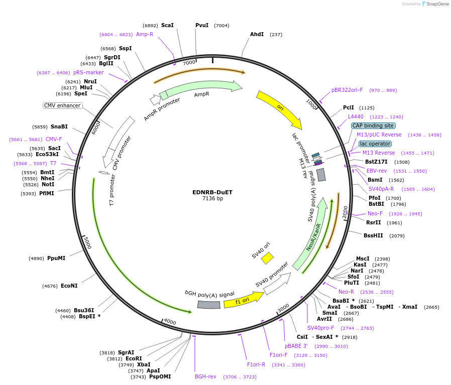 213233-plasmid-map-sequence-id-430896
