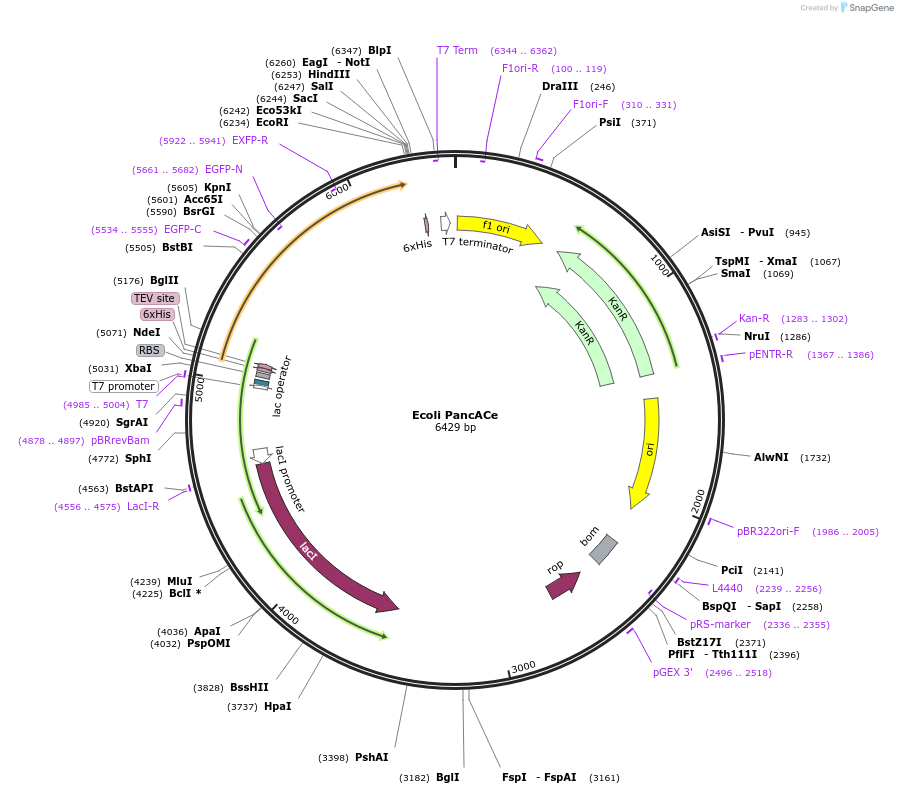 215712-plasmid-map-sequence-id-430919