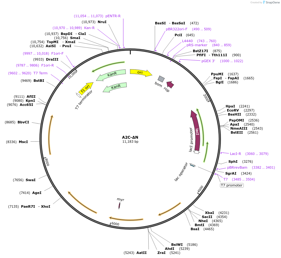217909-plasmid-map-sequence-id-430920