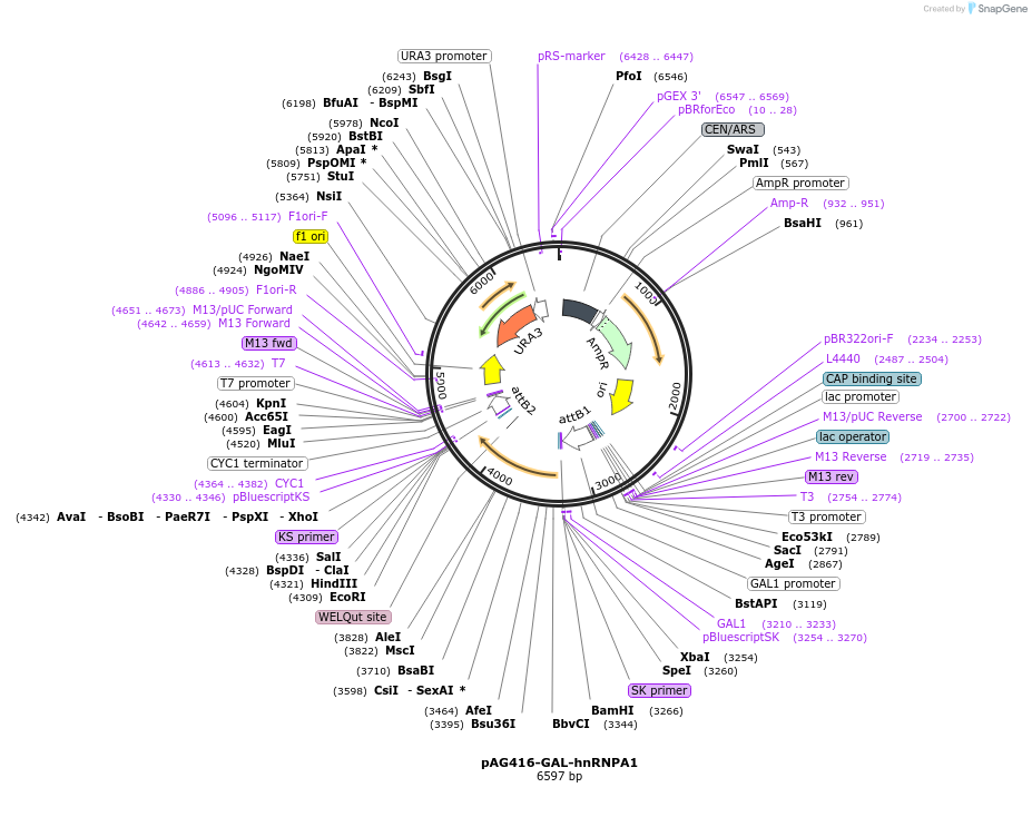 181710-plasmid-map-sequence-id-430953