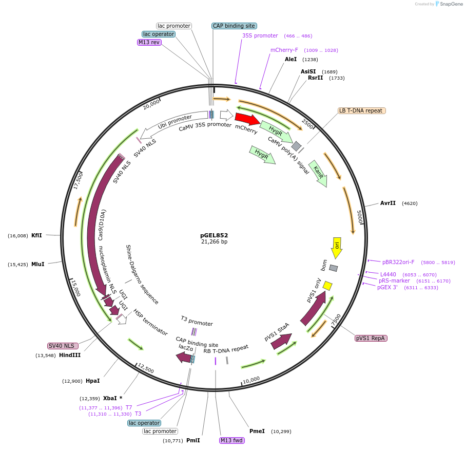 214252-plasmid-map-sequence-id-430955