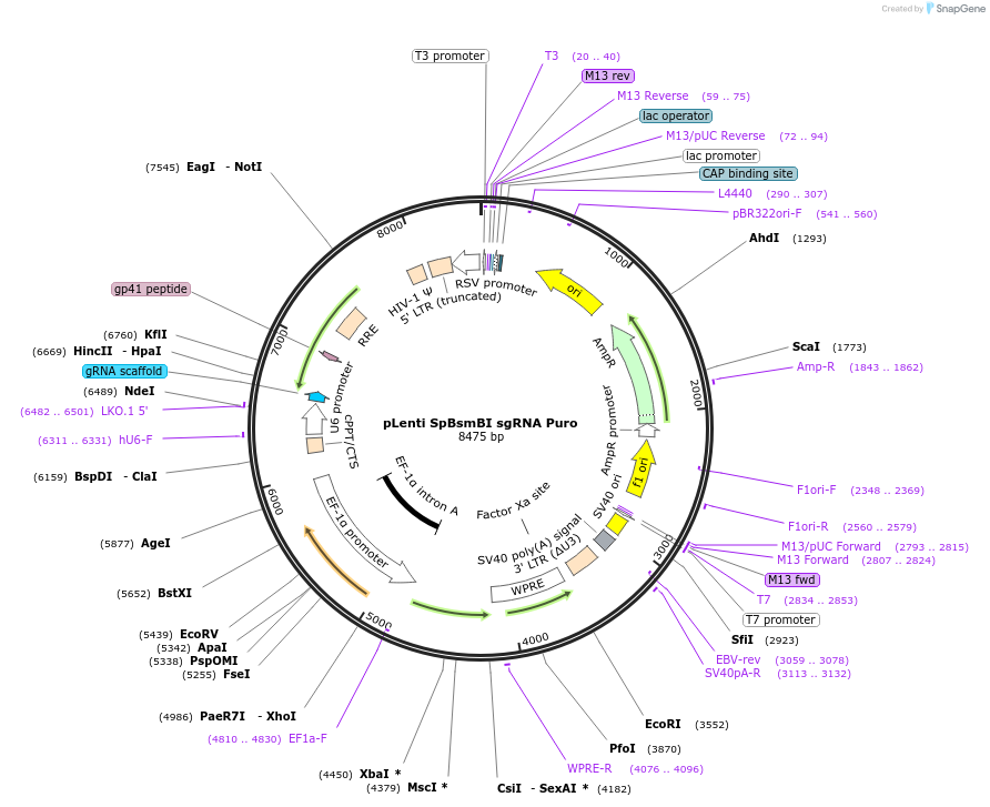 62207-plasmid-map-sequence-id-430959